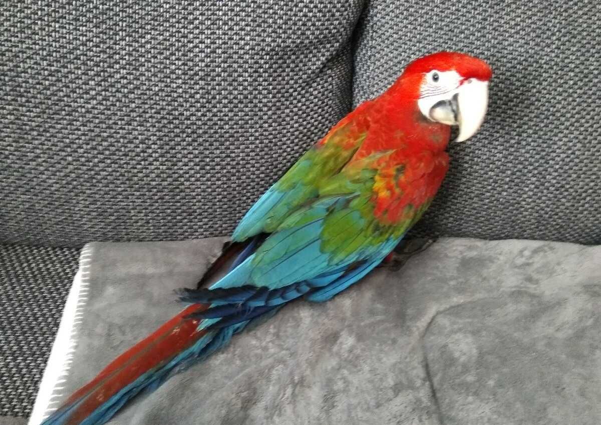 Попугай Ара в поиске нового дома - привнесите краски в свою жизнь