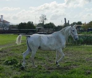 Égua letra I para cedência 
Com muito boa genética 
Pontuada com 70PTS