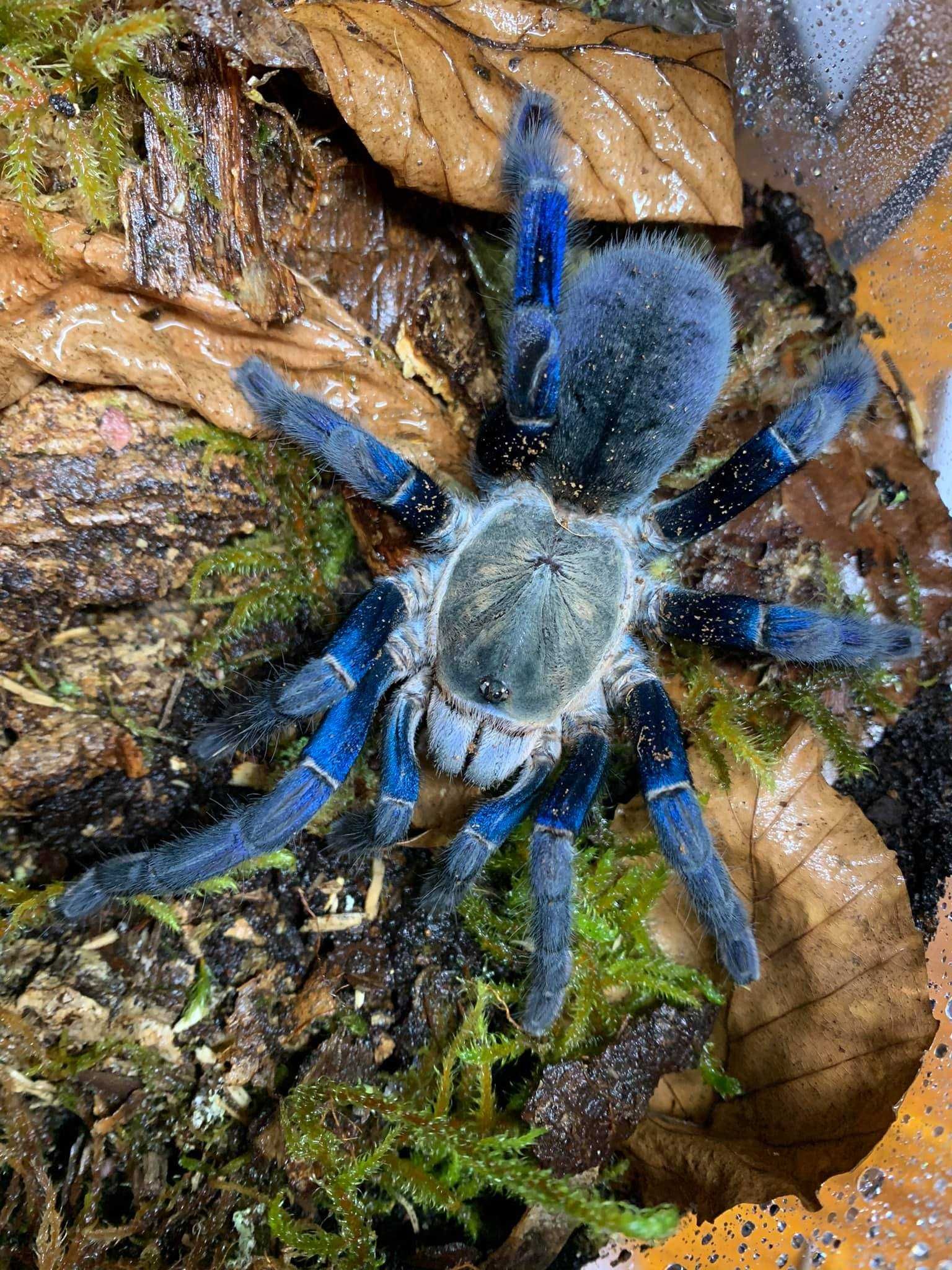 Паук Cyriopagopus lividus (ex Haplopelma lividum)