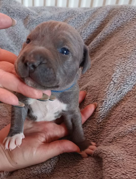 Piesek, American Staffordshire Terrier, Amstaff