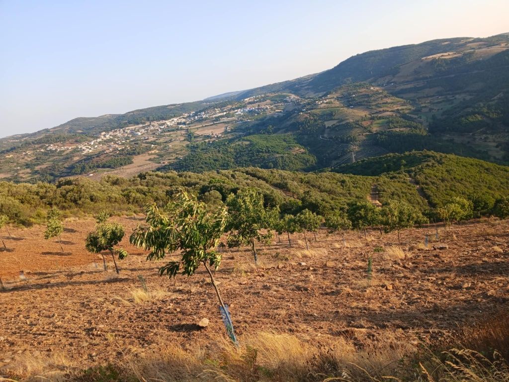 Projeto agrícola de castanheiros