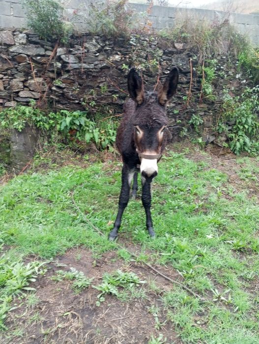 Vendo burro Inteiro