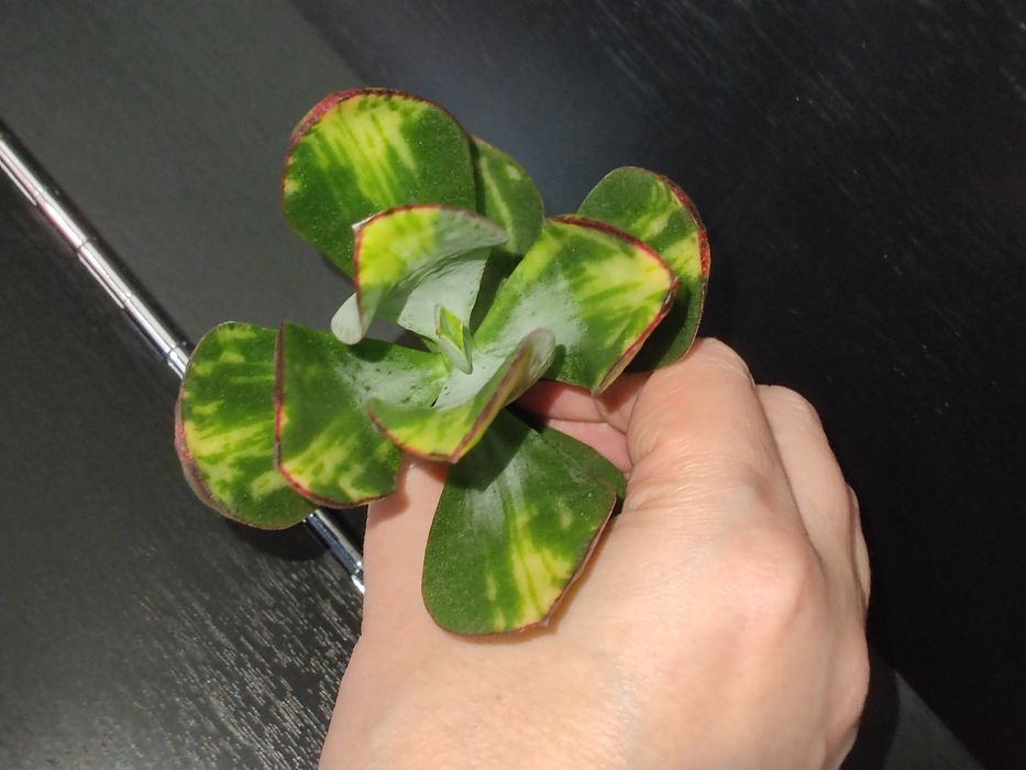 Красула, грошове дерево, толстянка, денежное дерево