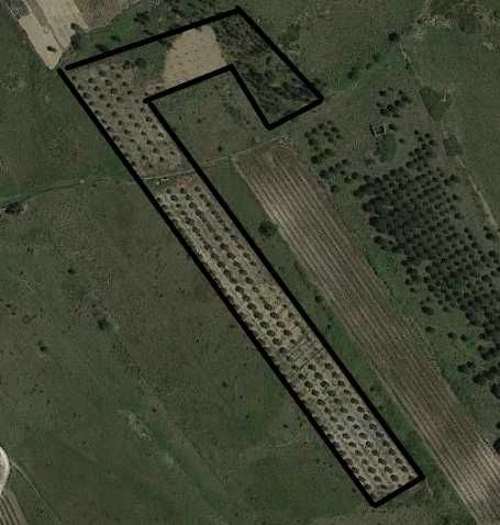Terreno agrícola com olival 1ha Alenquer
