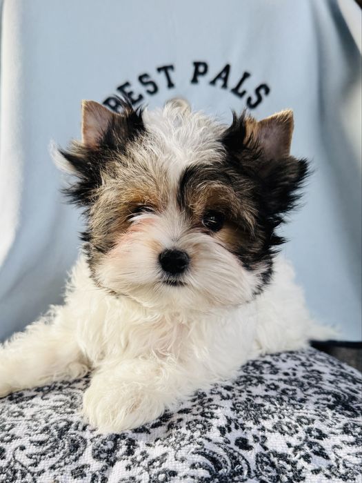 Śliczny chłopczyk york biewer