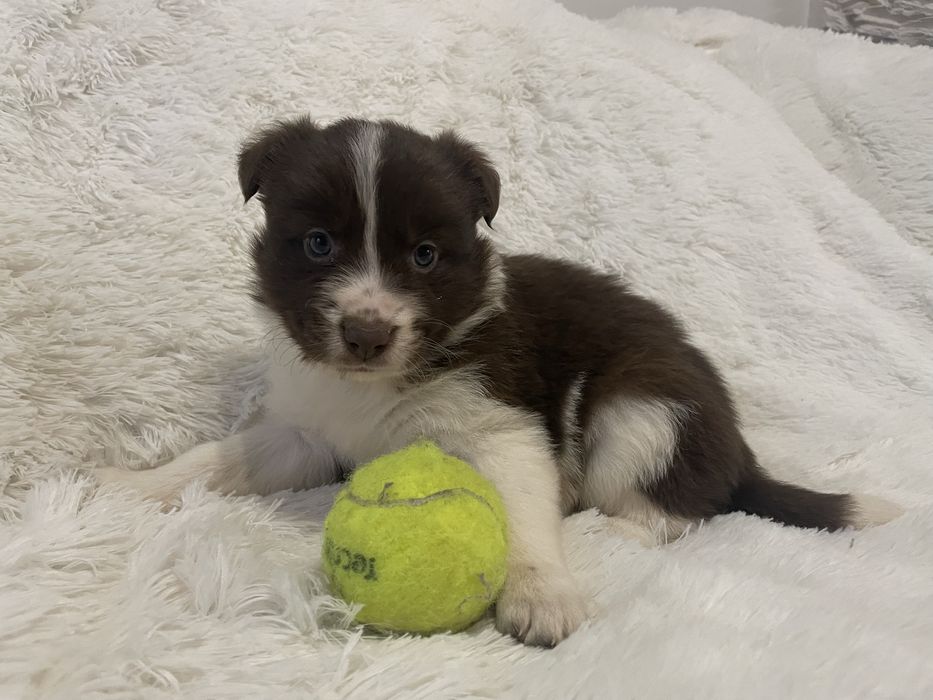 Border collie suczka