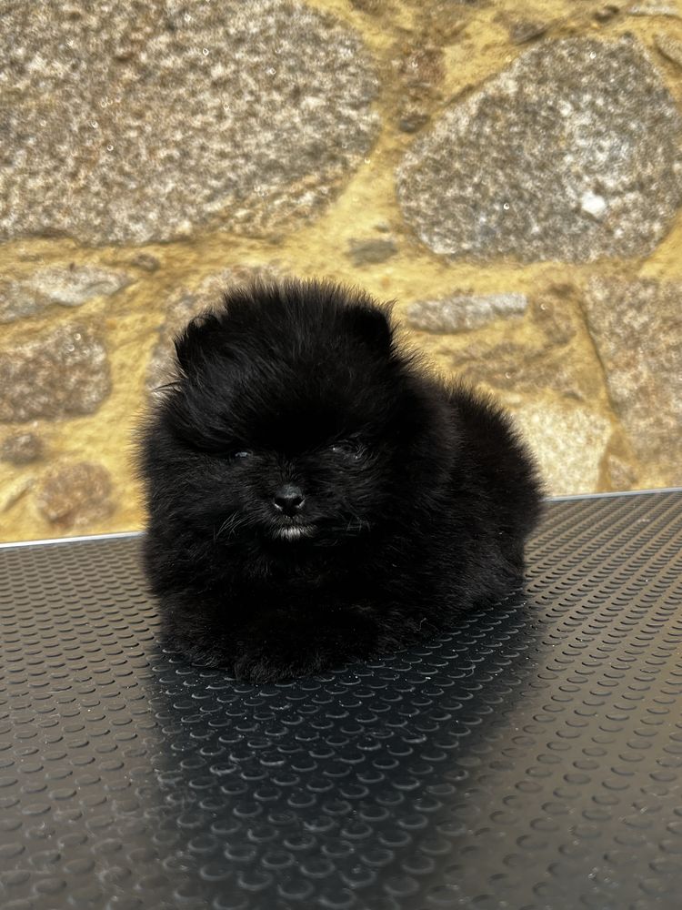 Lulu da pomerania spitz anao