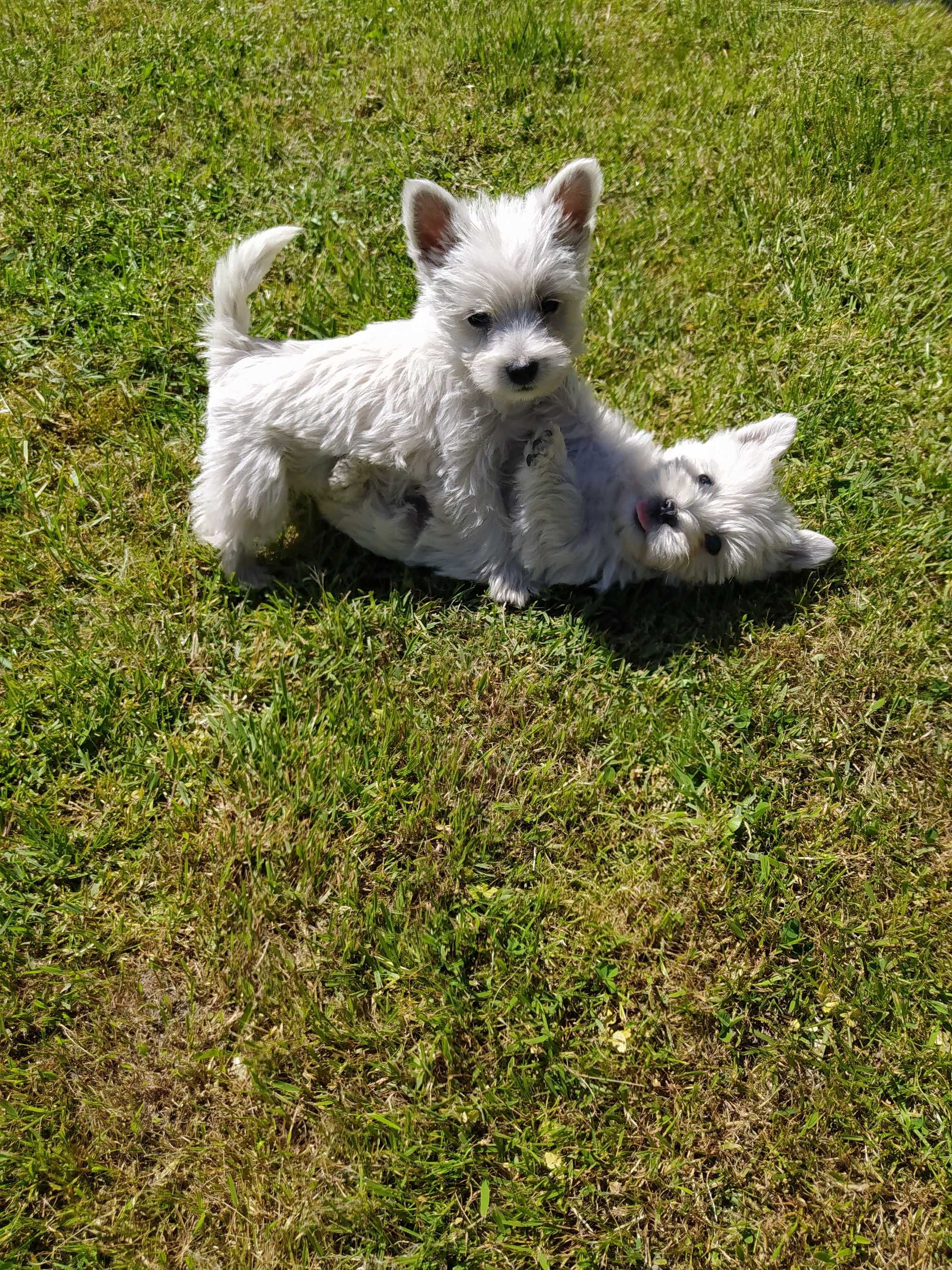 West Highland white Terrier