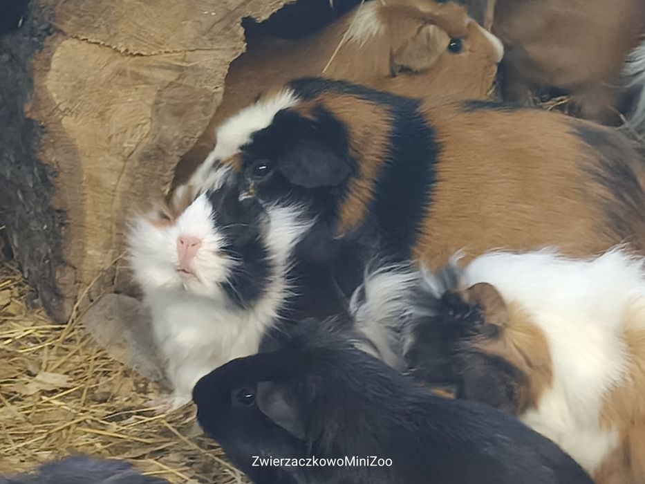 Świnki morskie czy szukają kochającego domu