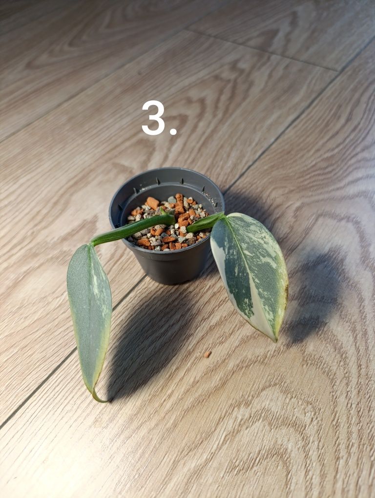 Philodendron silver sword variegata