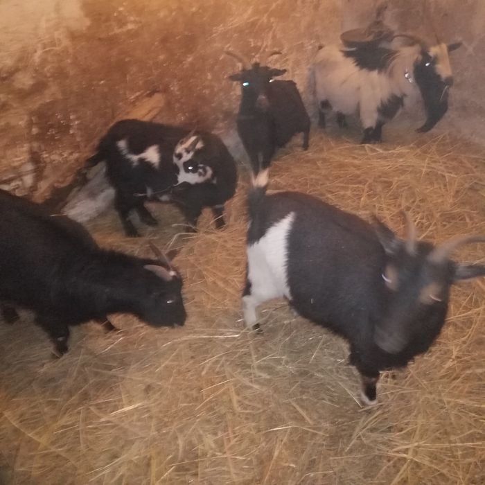 Sprzedam kózki miniaturowe do zabawy z dziećmi ,  wypasania trawników.