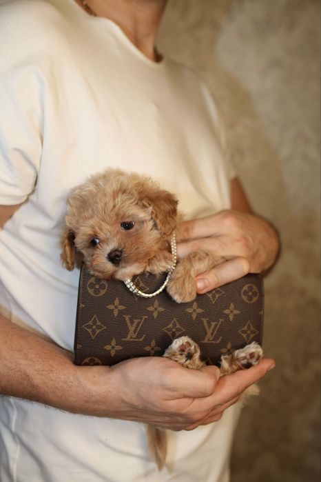 Роскошная куколка супер мини мальтипу в нарядном карамельном окрасе/F1