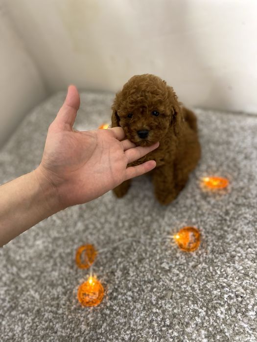 Мальтипу ред браун мини мальчик