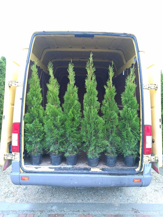 Tuja szmaragd 115 - 125cm Producent Transport