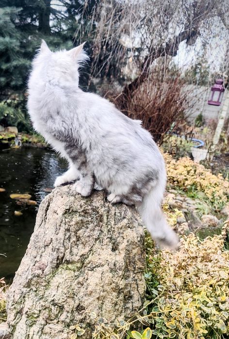 Maine Coon kocur do odbioru -srebrny