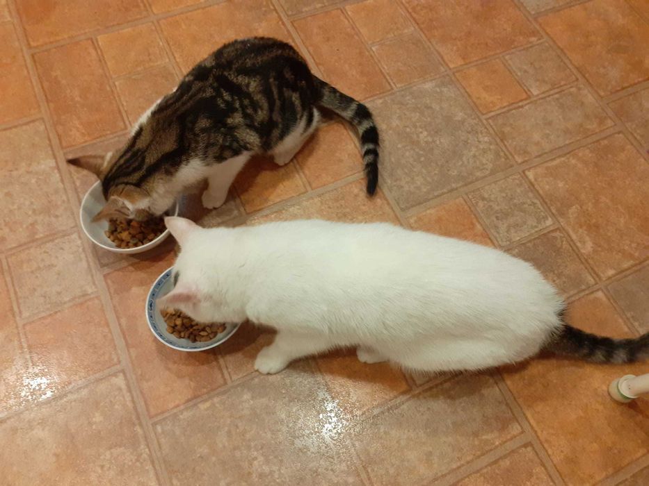 Kotki 5 miesięczne szukają domu