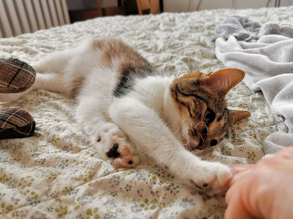 KLUSKA pragnie mieć dom!