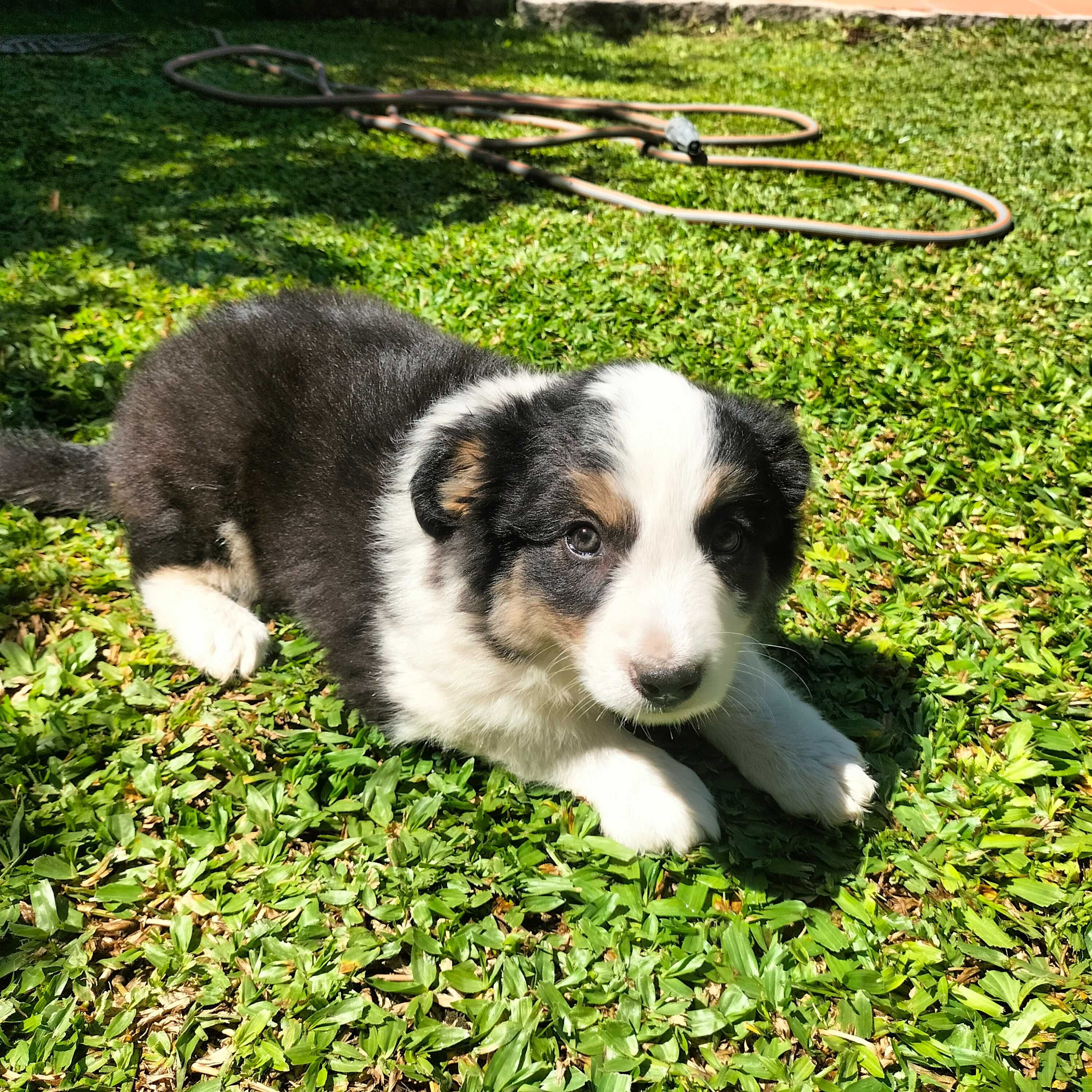 Border collie femea