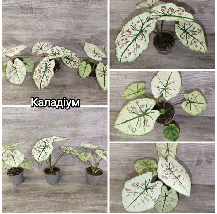 Продам Каладіуми, епіпремнуми, філодендрони, монстери
