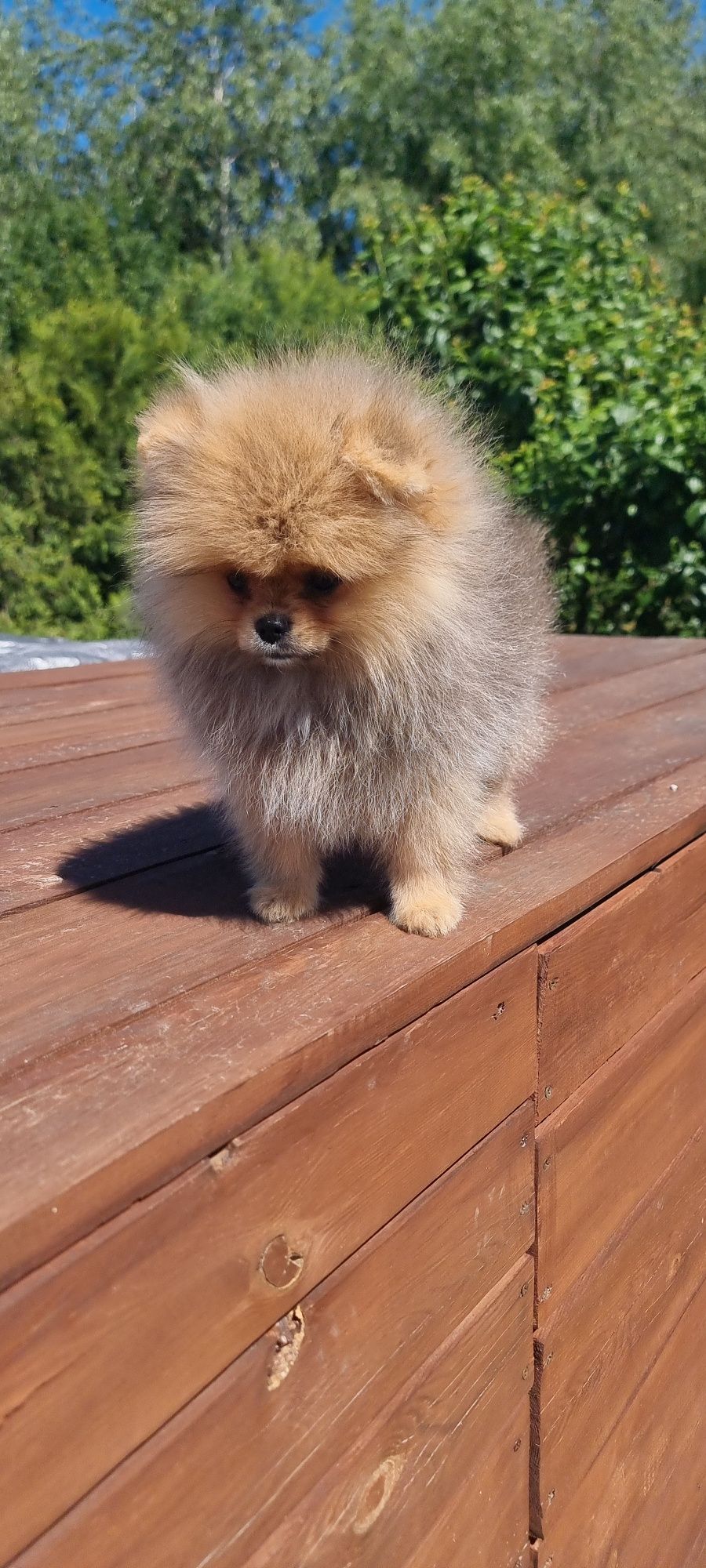 Piesek orange sable pomeranian szpic miniaturowy