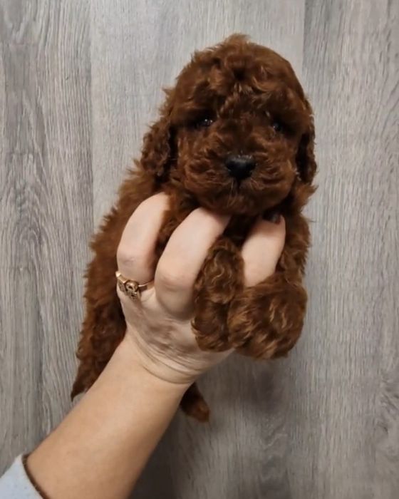 Щенки той пуделя Ред Браун