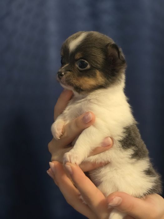 Suczka chihuahua długowłosa