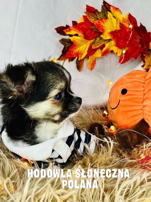 Chihuaua dł.włos z Rodowodem do odbioru