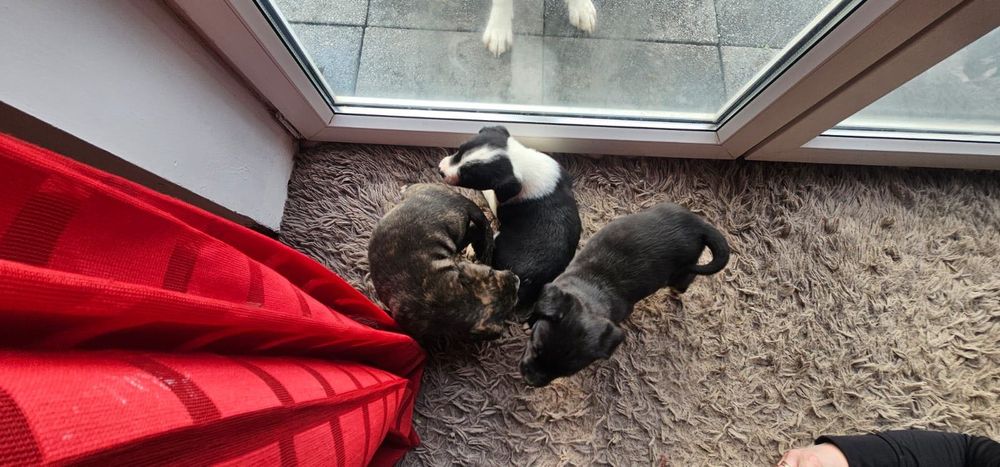 Oddam za darmo Pieski mam pięć szt.