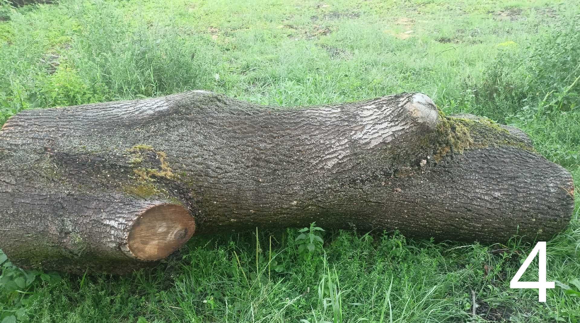Jesion kłody kloc drewno