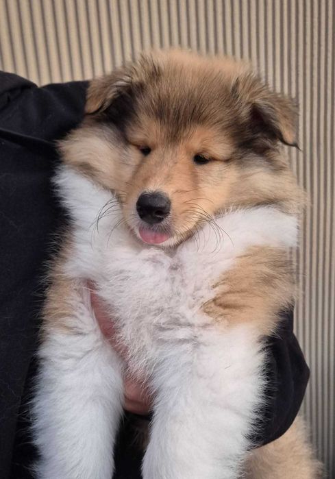 Owczarek szkocki collie długowłosy – piesek z badaniami po Championach