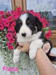 Suczka Border Collie