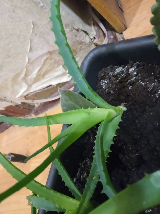 Продам Алоэ (несколько видов)