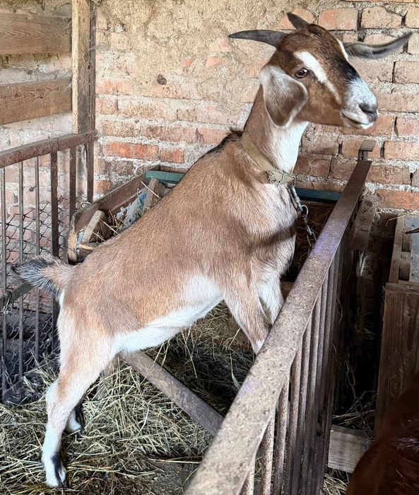 Козочки вже погуляні