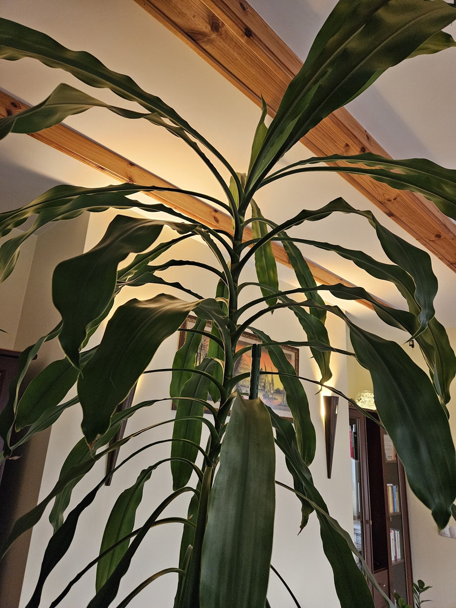 Dracena wonna - kwiat duży, ponad 240 cm