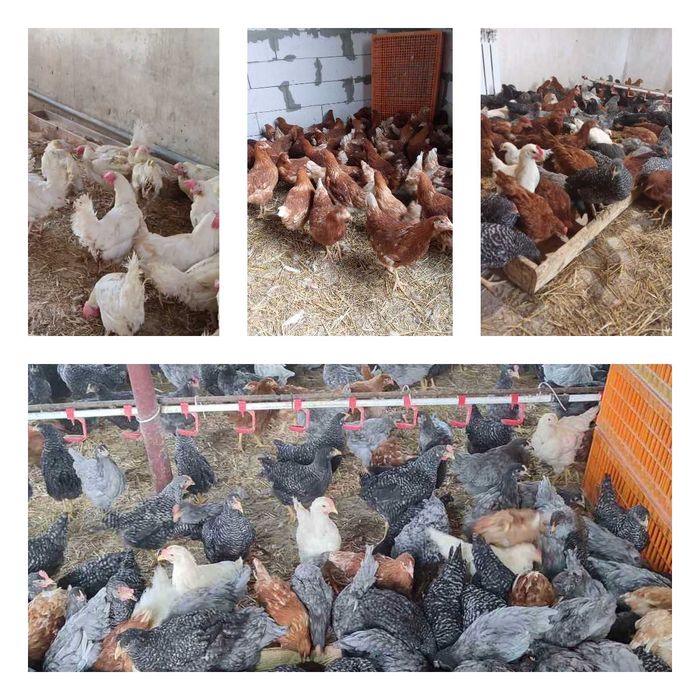 Продам кури несушки! Доставка безкоштовна. Ладижин!