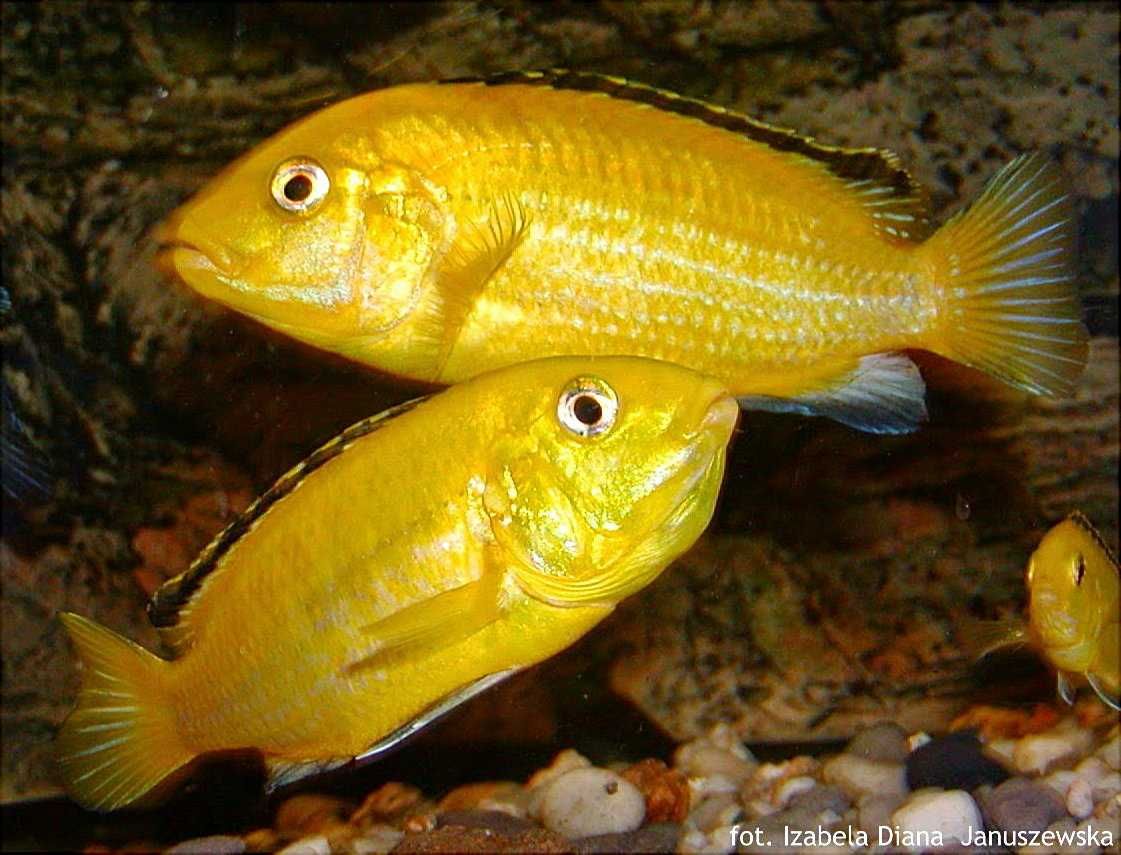 GB MALAWI Pyszczak Yellow - dowóz ryb!