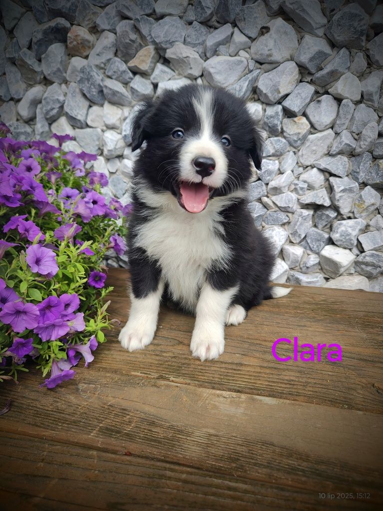 Border collie śliczna suczka, przebadani rodzice