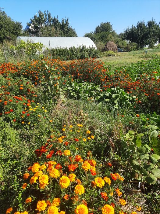 Чорнобривці свіжі та сушені
