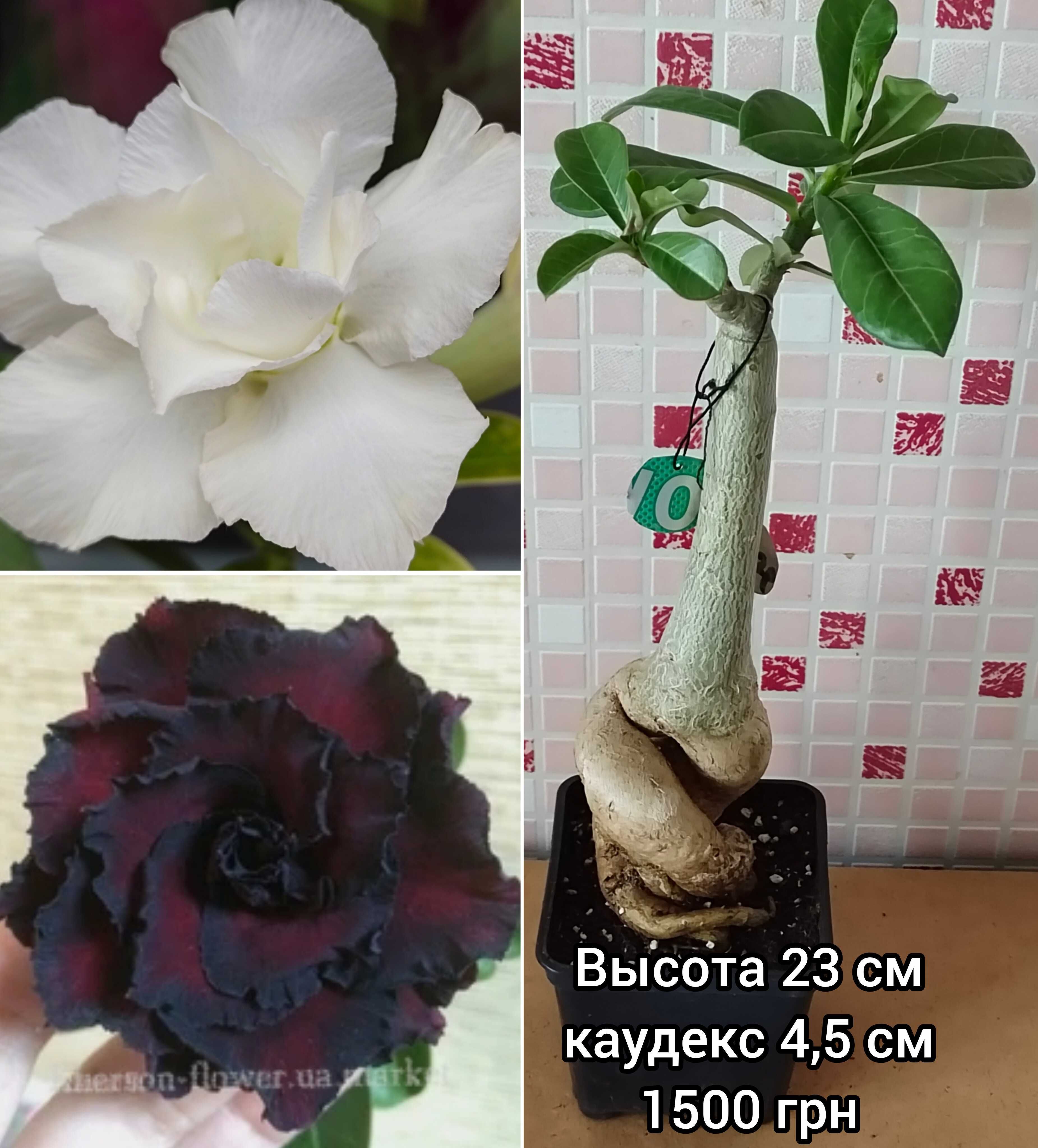 Адениум махровый привитый Bilouchun