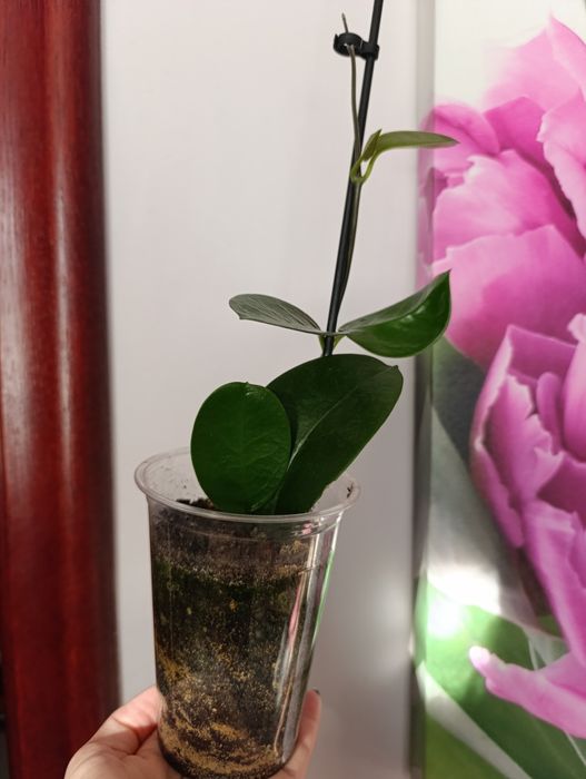 Hoya Carnosa Tricolor i inne