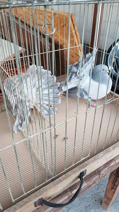 Gołębie Pawiki srebrne para