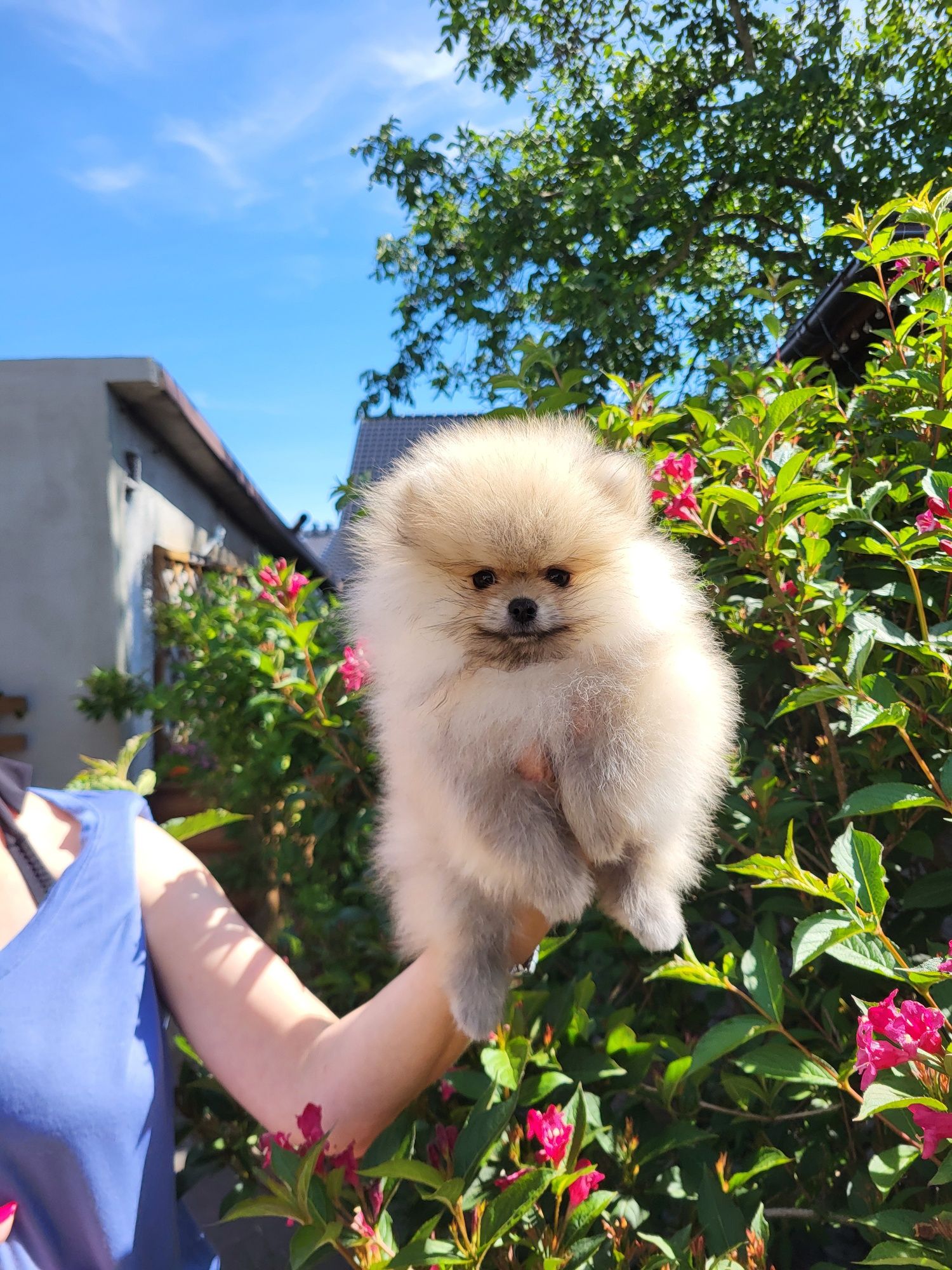 Szpic miniaturowy pomeranian