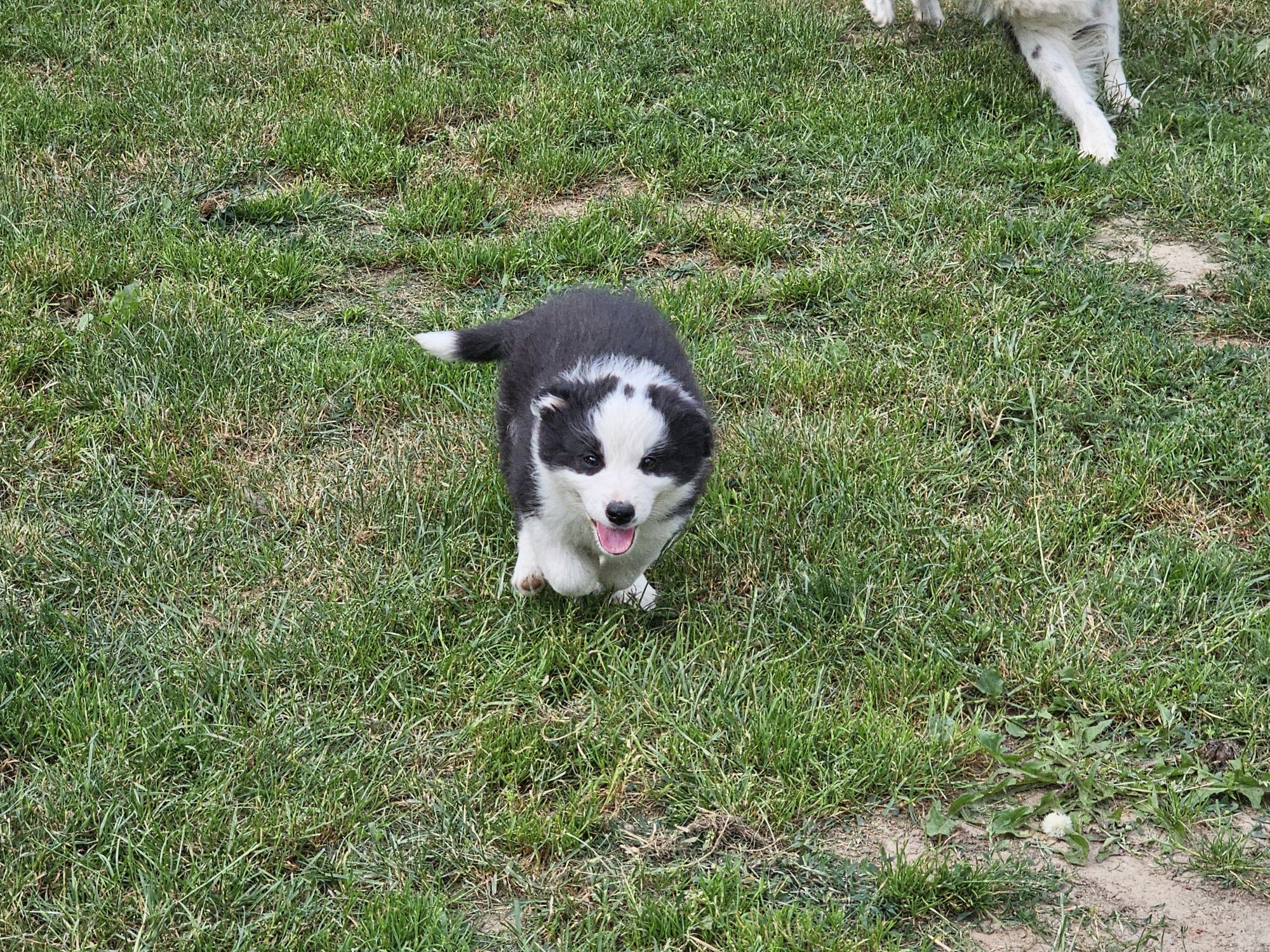 Szczeniaki Border Collie
