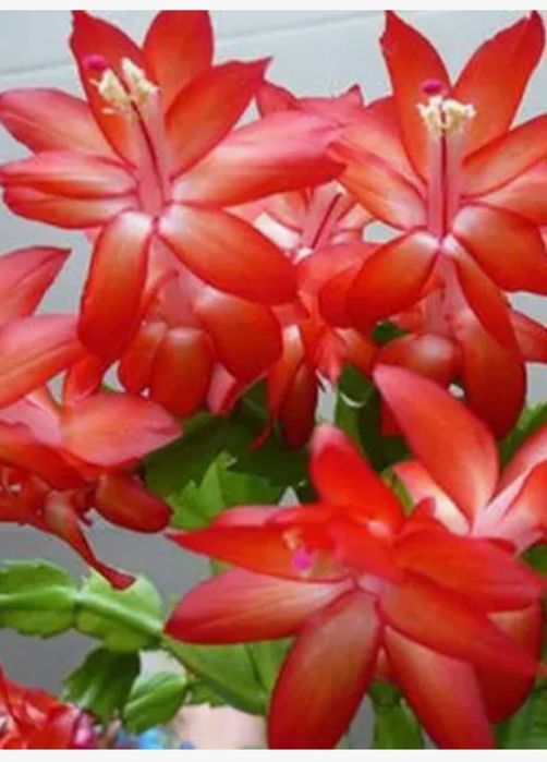 Рождественник красный