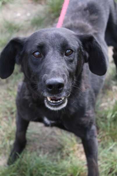 087278 Kobra do adopcji