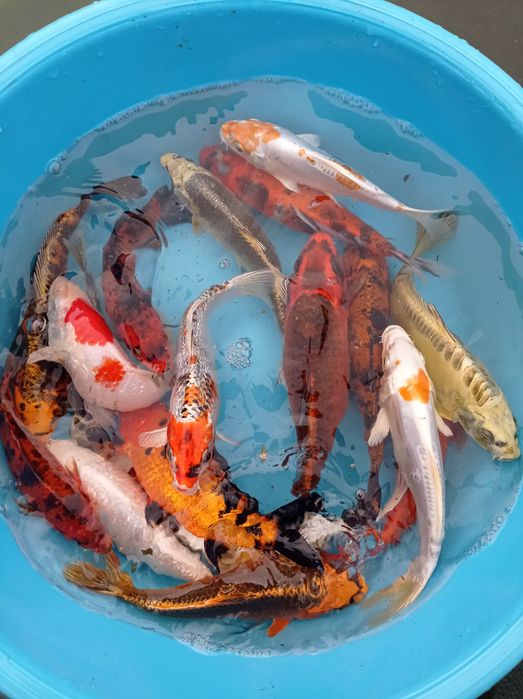 Carpas koi de vários tamanhos