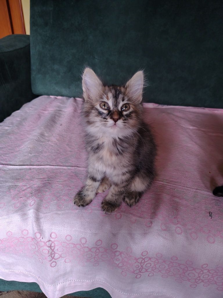 Котята в добрые руки.