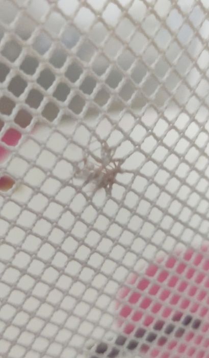 Berber kojec dla dziewczynki