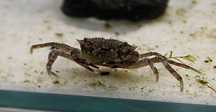 Krab Mekhong Thelphusa - SKALMAR Sklep Akwarysty