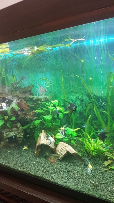 Продам акваріум .